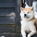 『頑固な犬』がする…