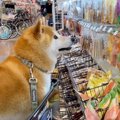 犬と一緒にホームセ…