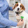犬の『お手入れ』に…