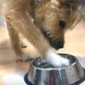 お水入れで謎の行動…
