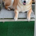ドッグランに出かけ…