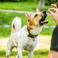 よその犬に絶対して…