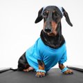 犬は『運動不足』に…