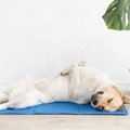 犬の『暑さ対策』は…
