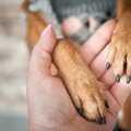 犬が飼い主に『前足…