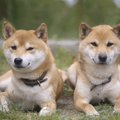 仲が良くない犬同士…