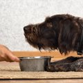 なぜ犬は食事中に触…