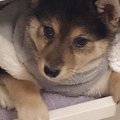かくれんぼの天才♡意…