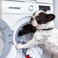 犬のベッドには『ダ…