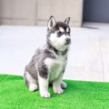 『暑さに弱い』犬種5…