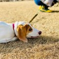 『気分屋な犬』の特…