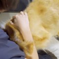 大型犬が『2時間ぶり…