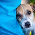愛犬の性格が『臆病…