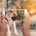 他人の犬の写真を勝…