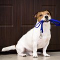 やってない？犬にし…