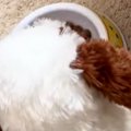 犬がご飯を食べてく…