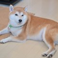 犬にとってフローリ…