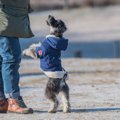 犬が『飛び跳ねる』…