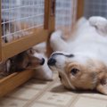 仲良し姉妹コーギー♡…