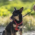 犬が飼い主のことを…
