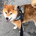 『動物病院に連れて…