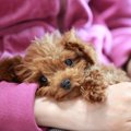 犬は『わざと可愛い…