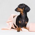 絶対NGな『犬のウン…