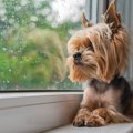 台風から犬の命を守…