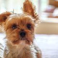 犬はなぜ『臭いもの…
