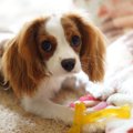 『心が優しい犬種』…