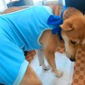 保護犬の手術後、撫…