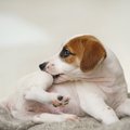 犬の皮膚の状態でわ…