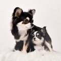 犬は成長すると『性…