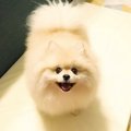 いつも笑顔の犬が『…