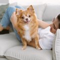 チワワの飼いやすさ…