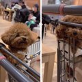 「犬ってこんなに喋…