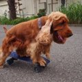 コーダのテイクわん…