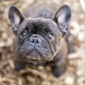 犬の短いマズルと尻…