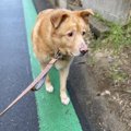 大型犬の視線の先に…