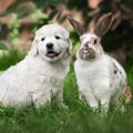 犬と『一緒に飼いや…