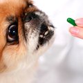 動物看護師オススメ…