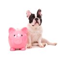 犬に負担をかけず節…