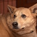 犬に『恐怖感』を植…