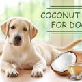 犬に油を与えてもい…