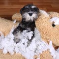犬に絶対NGな『おも…
