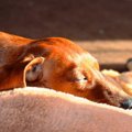 犬の膀胱炎！ 原因、…