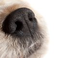 犬も鼻づまりをする…