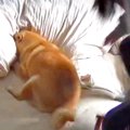 柴犬と飼い主が見せ…