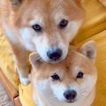 仲良しすぎる2匹の犬…