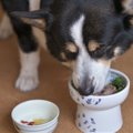 犬は『満腹』になら…